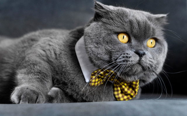 Gray cat yellow bow tie free wallpaper for desktop - medium preview image