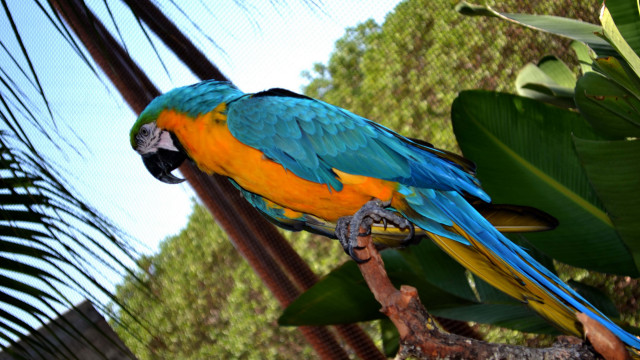Colorful parrot perched branch fauvism free wallpaper for desktop - medium preview image