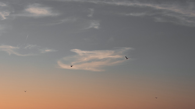 Sunset plane clouds bird horizon free wallpaper for desktop - medium preview image