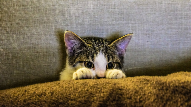 Cat peeking couch serious look free wallpaper for desktop - medium preview image