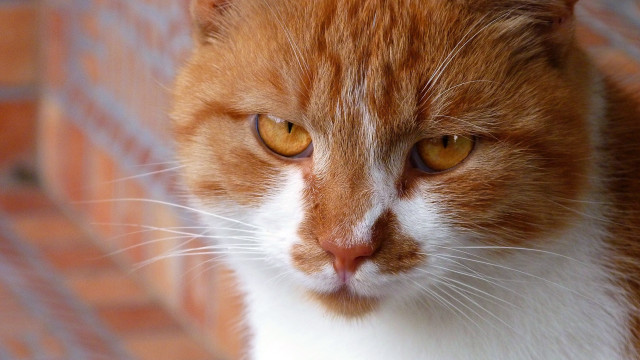 Cat brick wall floor closeup free wallpaper for desktop - medium preview image