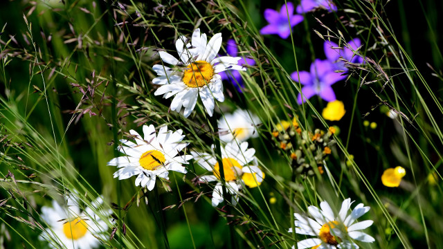 Flower field butterflies bee vibrant free wallpaper for desktop - medium preview image
