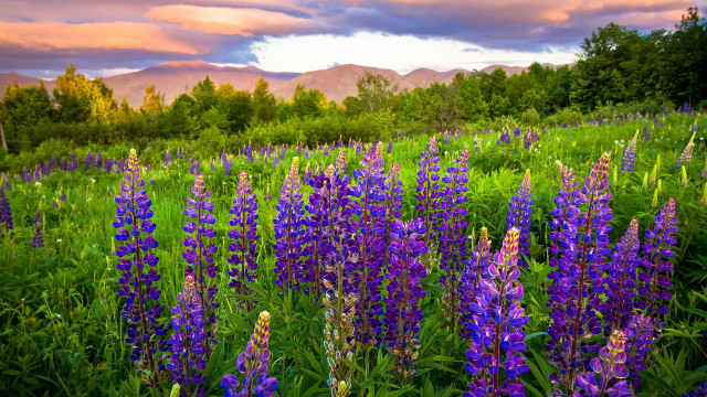 Purple flower mountains sunset bench free wallpaper for desktop - medium preview image