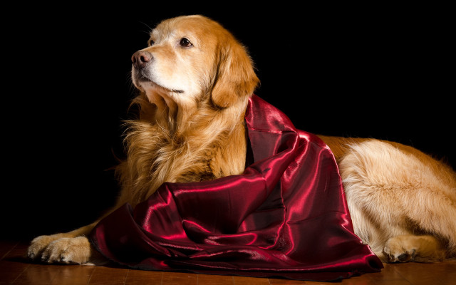 Dog regal shiba lion tiger free wallpaper for desktop - medium preview image