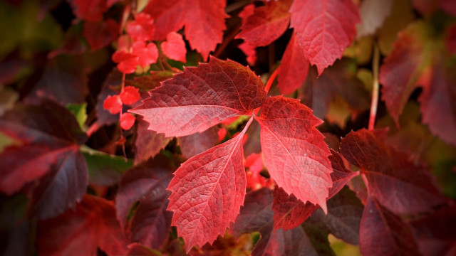 Red leafy plant autumn macro free wallpaper for desktop - medium preview image