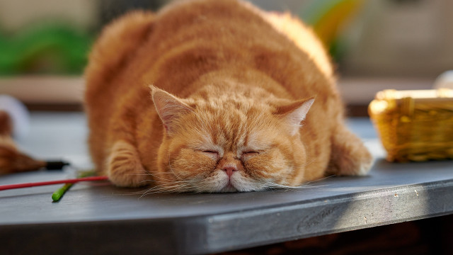 Cat sleeping bronze sculpture blurry free wallpaper for desktop - medium preview image