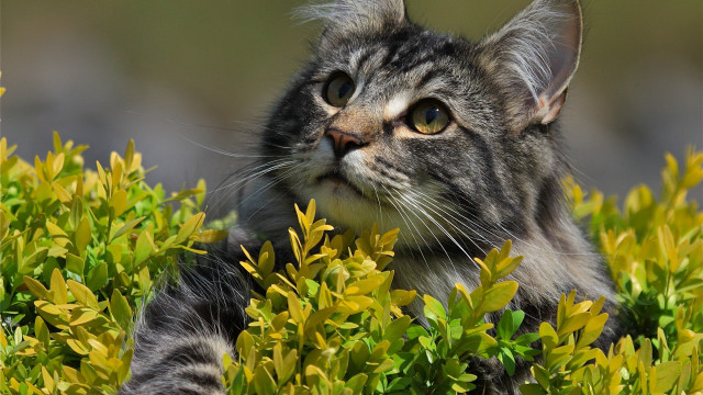Cat bush looking up outdoors free wallpaper for desktop - medium preview image