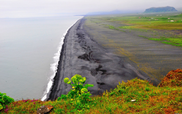 Black sand beach green plant free wallpaper for desktop - medium preview image