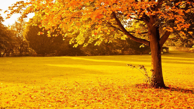 Tree yellow leaves park fence free wallpaper for desktop - medium preview image
