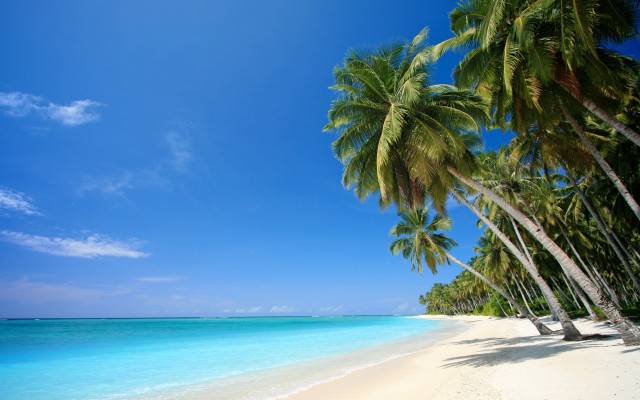 Beach palm trees clear blue #2 free wallpaper for desktop - medium preview image