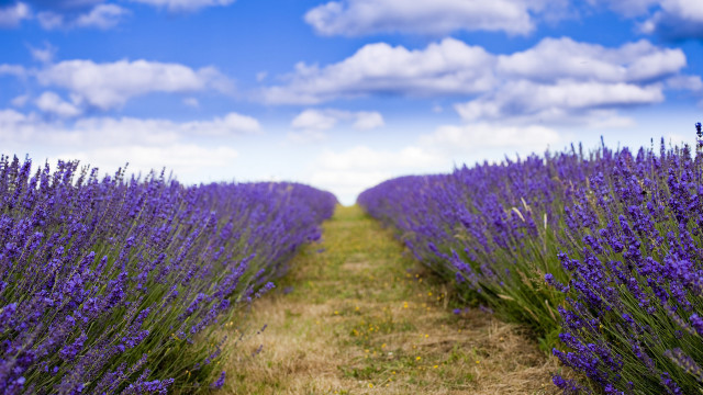 Lavender field clouds path mountain free wallpaper for desktop - medium preview image