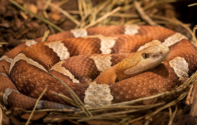Snake cobra puzzle photorealistic blurry free wallpaper for desktop - medium preview image