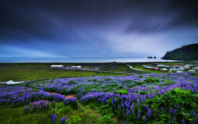 Purple flower landscape cloudy sky free wallpaper for desktop - medium preview image