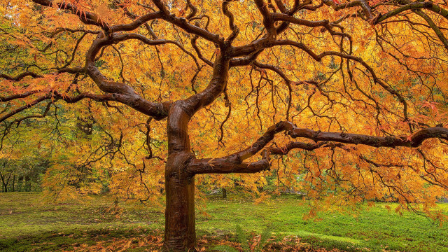 Yellow leaves park tree background free wallpaper for desktop - medium preview image