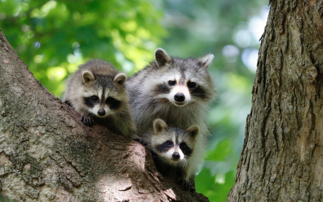 Three raccoons tree animal focus free wallpaper for desktop - medium preview image