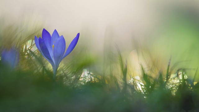 Blue flower grass macro nature free wallpaper for desktop - medium preview image
