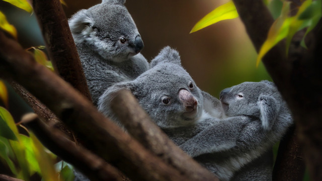 Koalas tree holding head wildlife free wallpaper for desktop - medium preview image