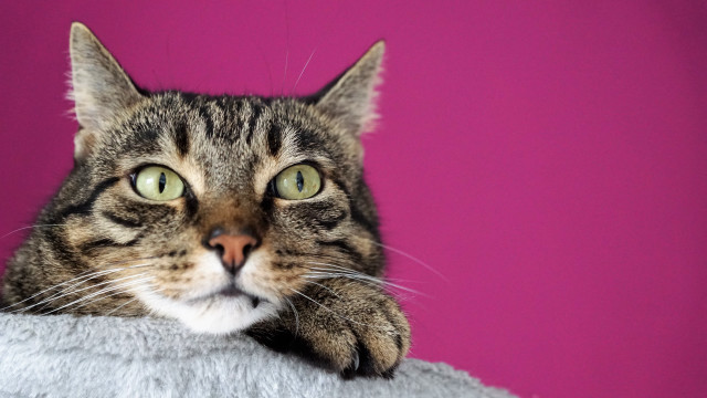 Surprised cat pillow pink background free wallpaper for desktop - medium preview image