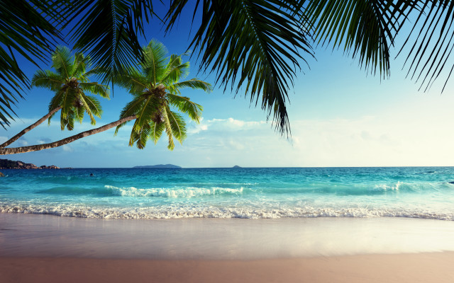 Beach palm tree ocean boat free wallpaper for desktop - medium preview image