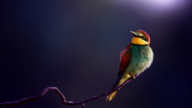 Colorful bird moon branch purple free wallpaper for desktop - medium preview image