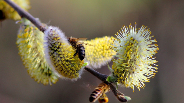 Bee branch yellowflowers macro ecological free wallpaper for desktop - medium preview image