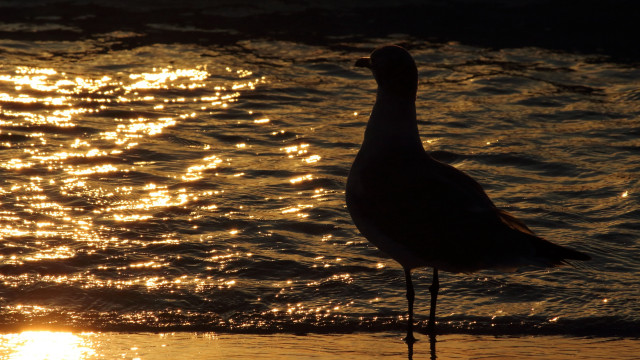 Bird beach sunset reflection silhouette free wallpaper for desktop - medium preview image