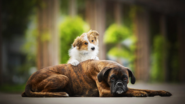 Dog puppy park sitting blurry free wallpaper for desktop - medium preview image
