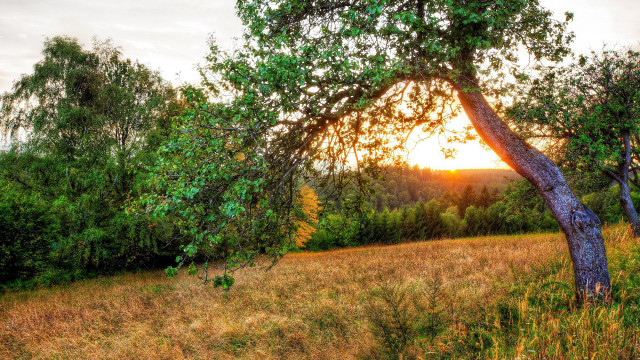 Tree sunset field foreground bush free wallpaper for desktop - medium preview image