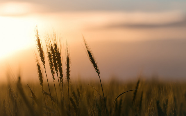Field grass sunset clouds tiltshift free wallpaper for desktop - medium preview image