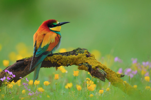 Colorful bird flowers grass field free wallpaper for desktop - medium preview image