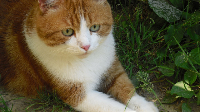 Serious orange cat in grass free wallpaper for desktop - medium preview image