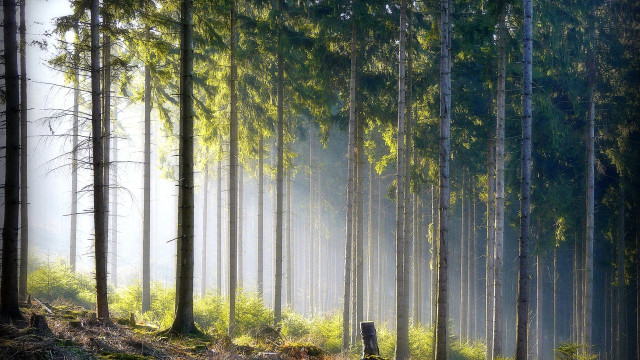 Foggy forest bench nature matte free wallpaper for desktop - medium preview image