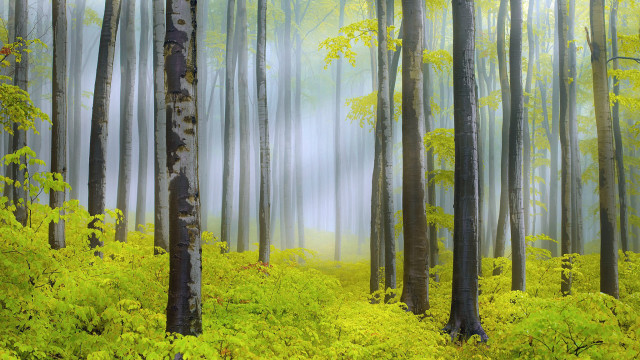 Bamboo forest sunlight nature path free wallpaper for desktop - medium preview image