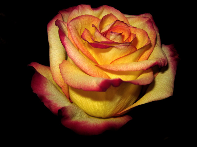 Yellow red rose black background free wallpaper for desktop - medium preview image