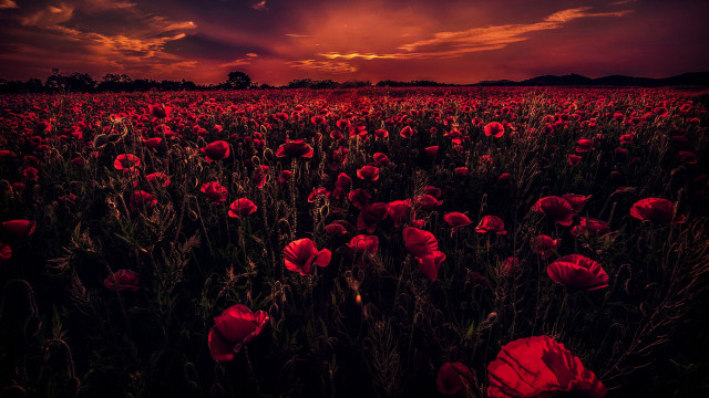 Red flower field sunset cloudy #2 free wallpaper for desktop - medium preview image