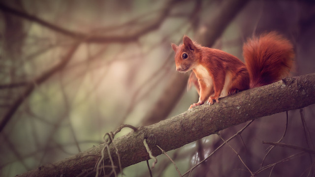 Squirrel branch forest animal photography free wallpaper for desktop - medium preview image