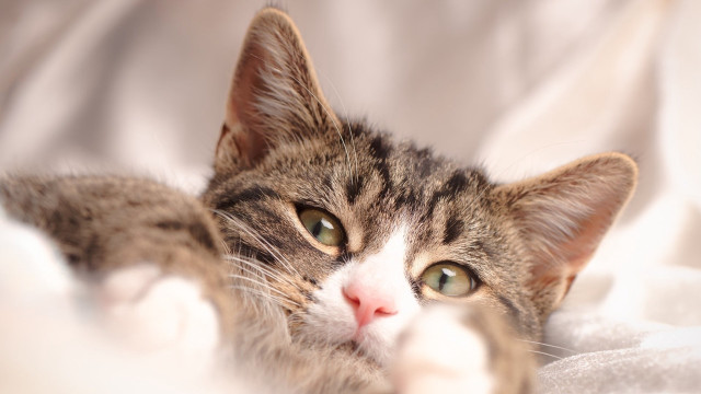 Cat white blanket open eyes free wallpaper for desktop - medium preview image