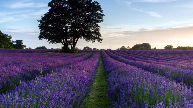 Lavender field lone tree sunset #3 free wallpaper for desktop - medium preview image