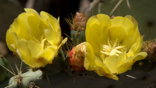 Cactus yellow flowers green background free wallpaper for desktop - medium preview image