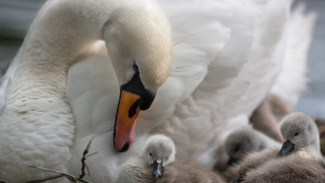Swan nest water edge open free wallpaper for desktop - medium preview image