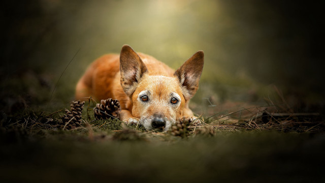 Dog laying grass pinecone moon free wallpaper for desktop - medium preview image