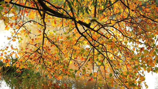 Tree yellow leaves water bridge free wallpaper for desktop - medium preview image