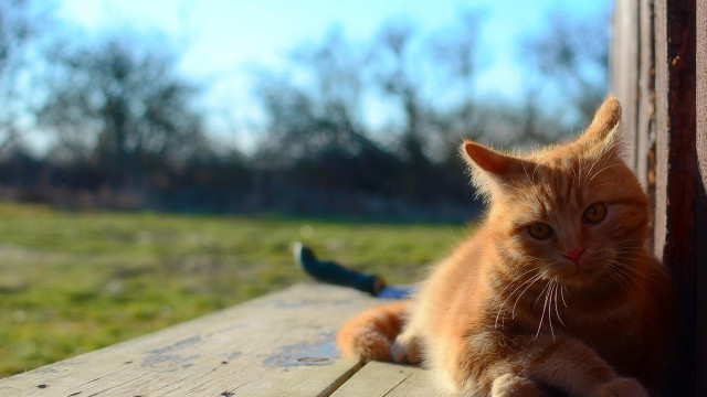 Cat bench outdoor greenfield bird free wallpaper for desktop - medium preview image