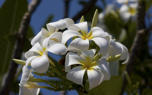 White flowers green leaves bokeh free wallpaper for desktop - medium preview image