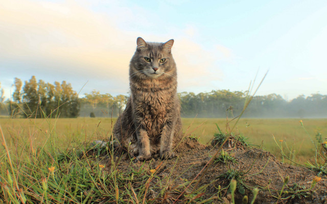Cat dirt field trees sky free wallpaper for desktop - medium preview image