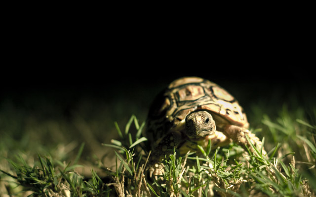 Small turtle night grass macro free wallpaper for desktop - medium preview image