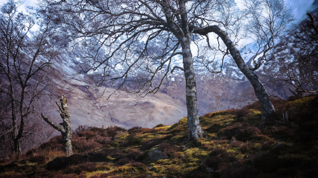 Trees hill sunset mountains forest free wallpaper for desktop - medium preview image