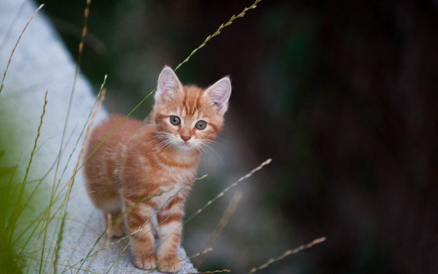 Curious kitten rock grass blue free wallpaper for desktop - medium preview image