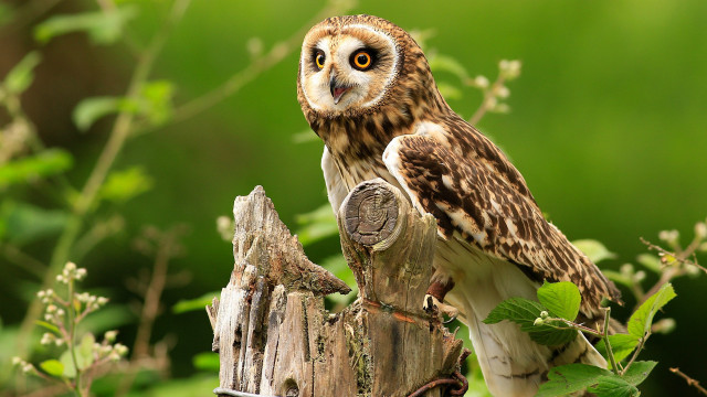 Small owl wooden post forest free wallpaper for desktop - medium preview image