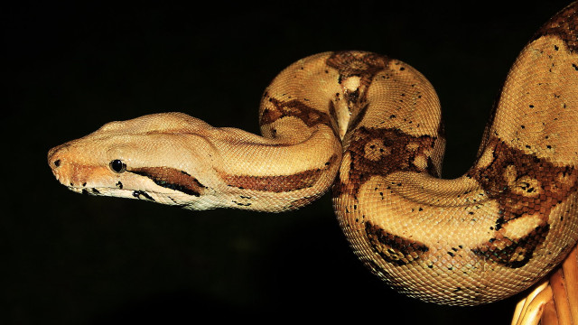 Large snake curled up branch free wallpaper for desktop - medium preview image